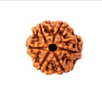 Natural 6 Mukhi Rudraksha