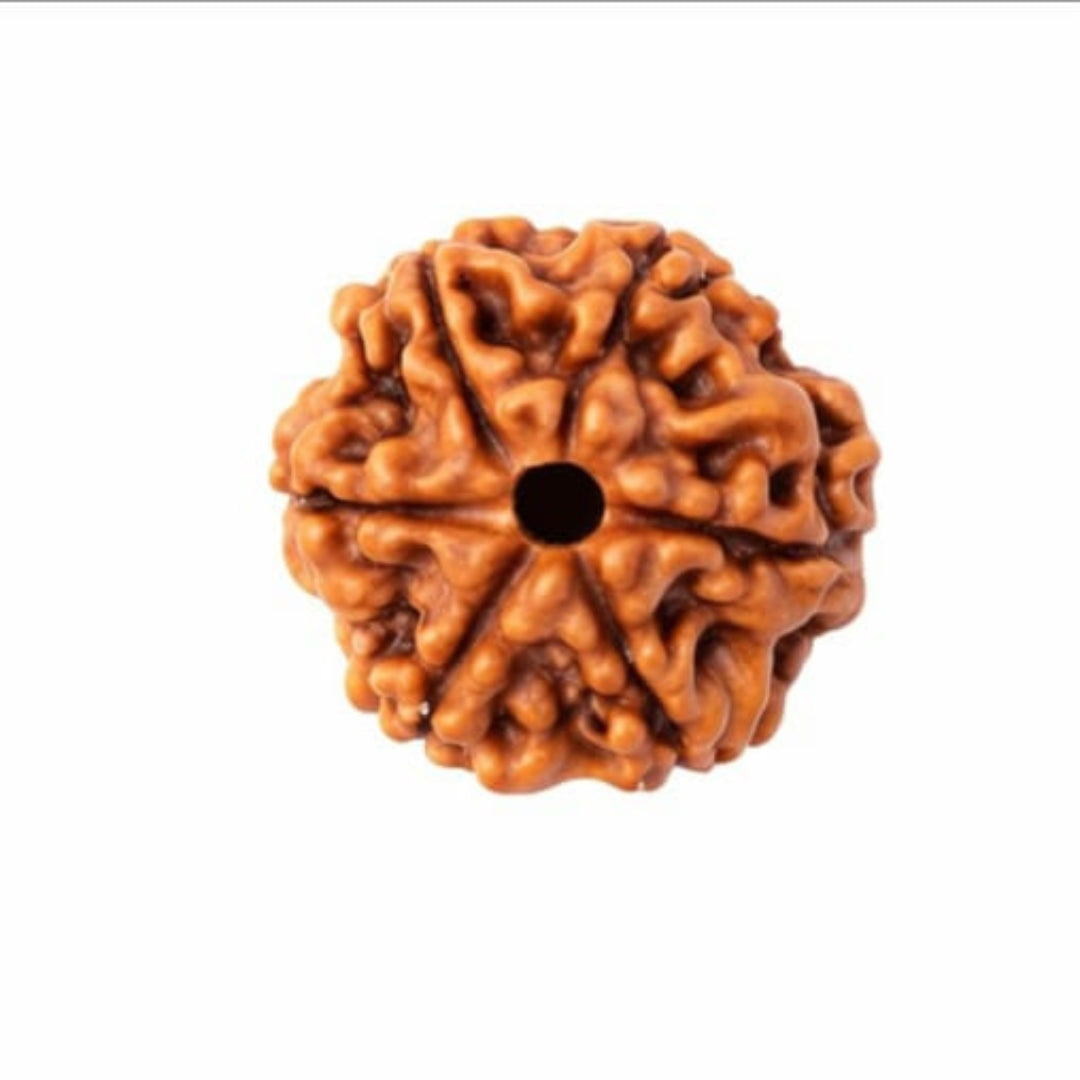 Natural 6 Mukhi Rudraksha