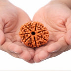 Natural 6 Mukhi Rudraksha