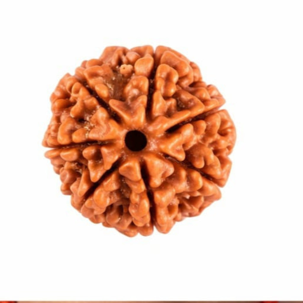 Natural 7 Mukhi Rudraksha