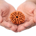 Natural 7 Mukhi Rudraksha