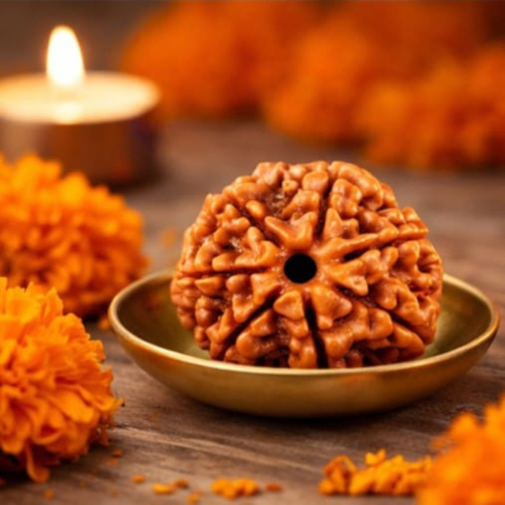 Natural 7 Mukhi Rudraksha