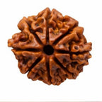Natural 8 Mukhi Rudraksha