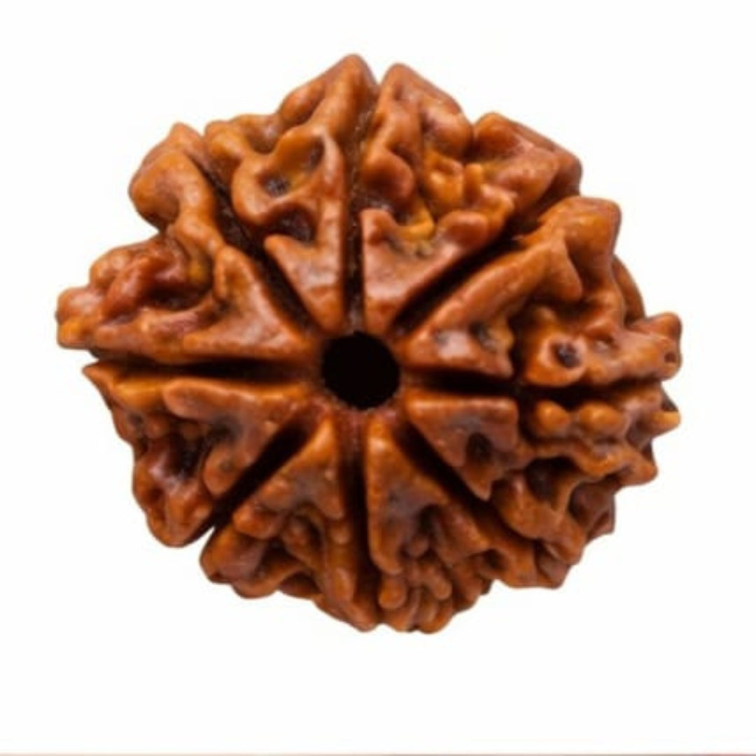 Natural 8 Mukhi Rudraksha