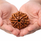 Natural 8 Mukhi Rudraksha