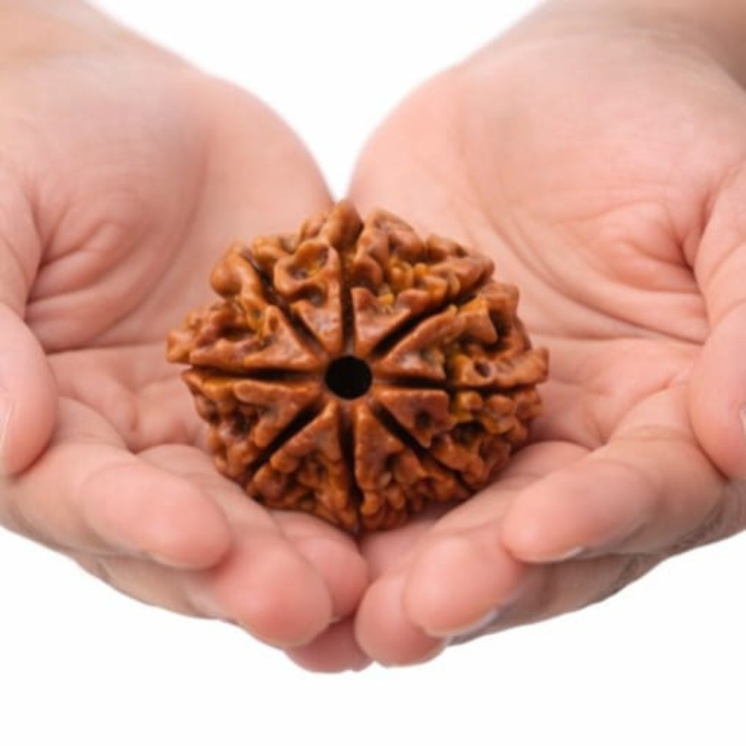 Natural 8 Mukhi Rudraksha