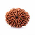 Natural 9 Mukhi Rudraksha