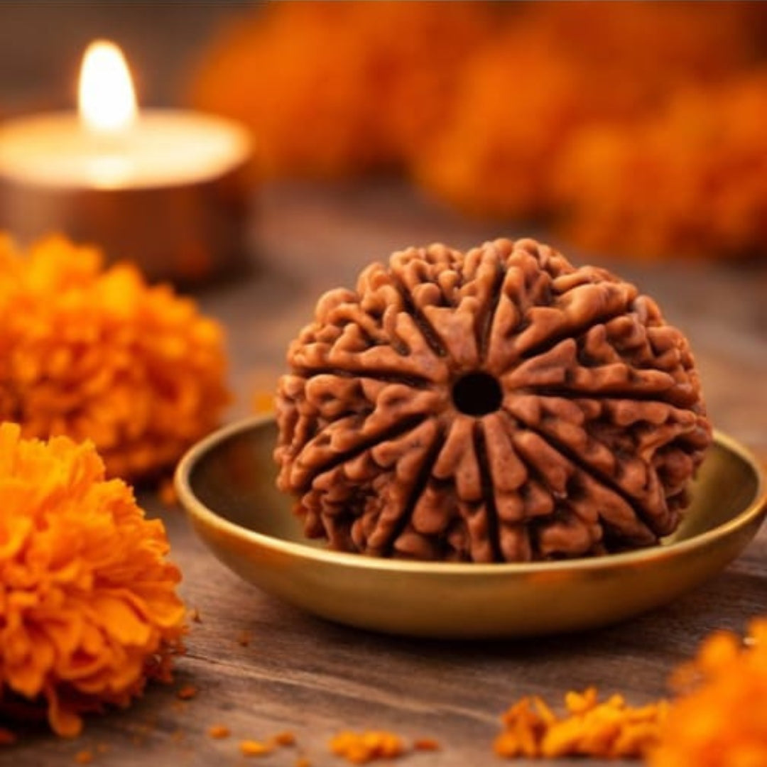 Natural 9 Mukhi Rudraksha