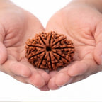 Natural 9 Mukhi Rudraksha