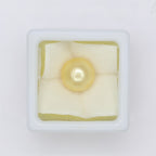 Natural Golden Pearl (South Sea) 7.02ct