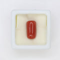 Natural Red Coral (Munga) 7.00ct