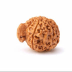 Natural Ganesh Rudraksha