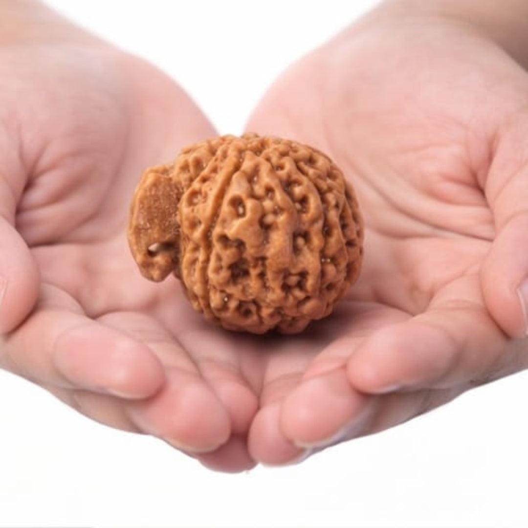 Natural Ganesh Rudraksha