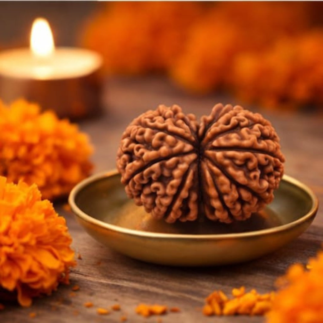Natural Gauri Shankar Rudraksha
