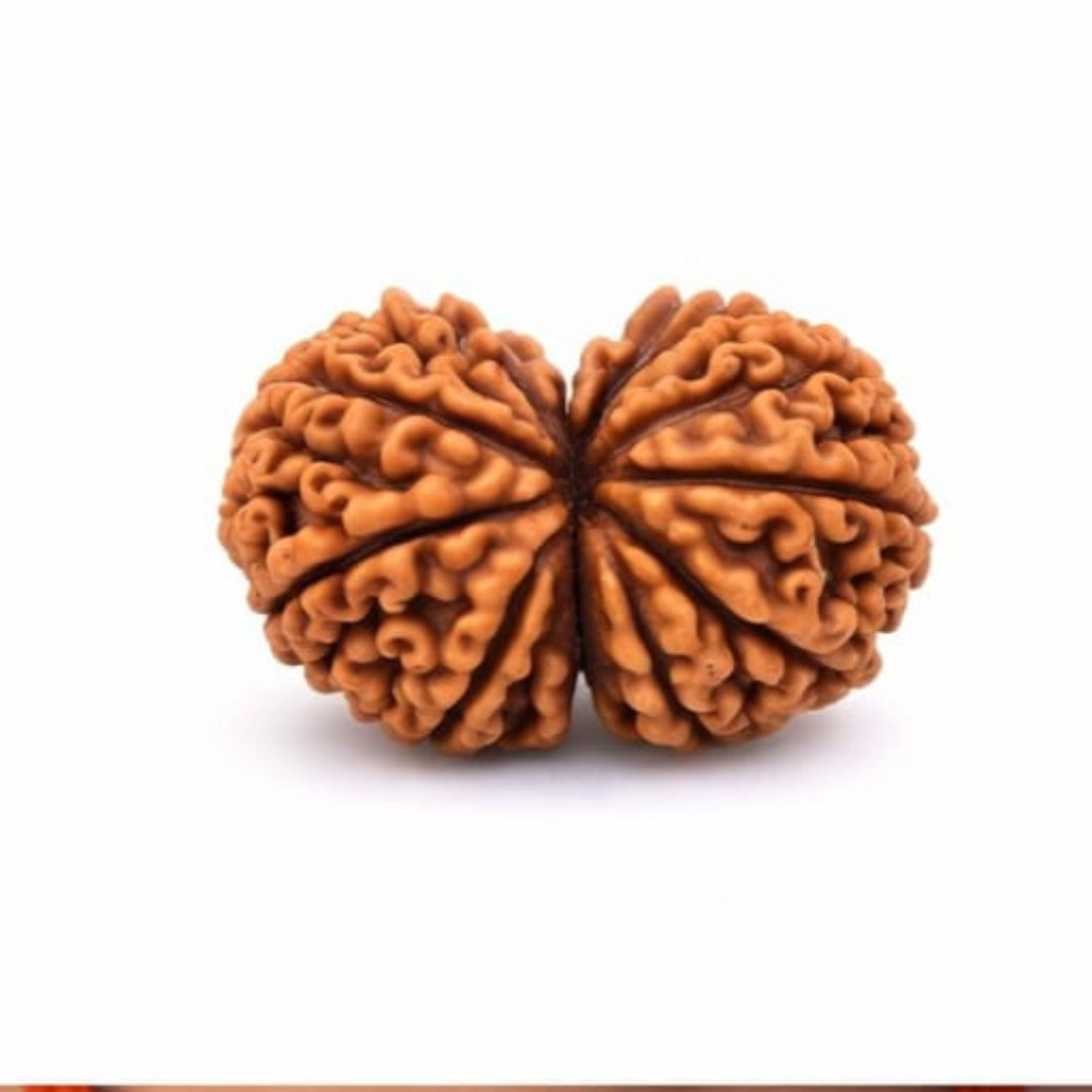 Natural Gauri Shankar Rudraksha
