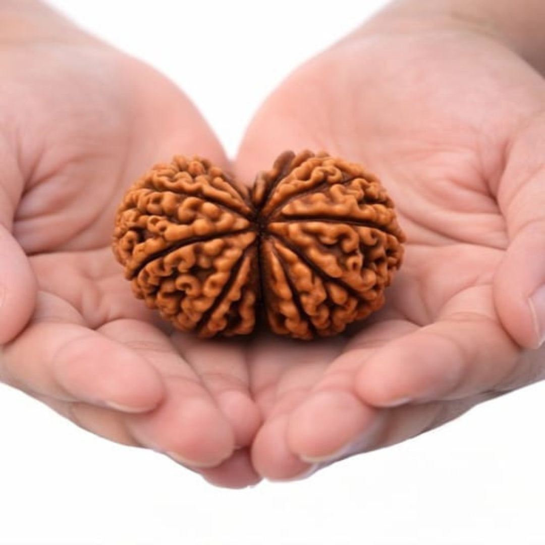 Natural Gauri Shankar Rudraksha